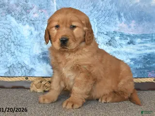 Golden Retriever dogs Checkers - Ad 32