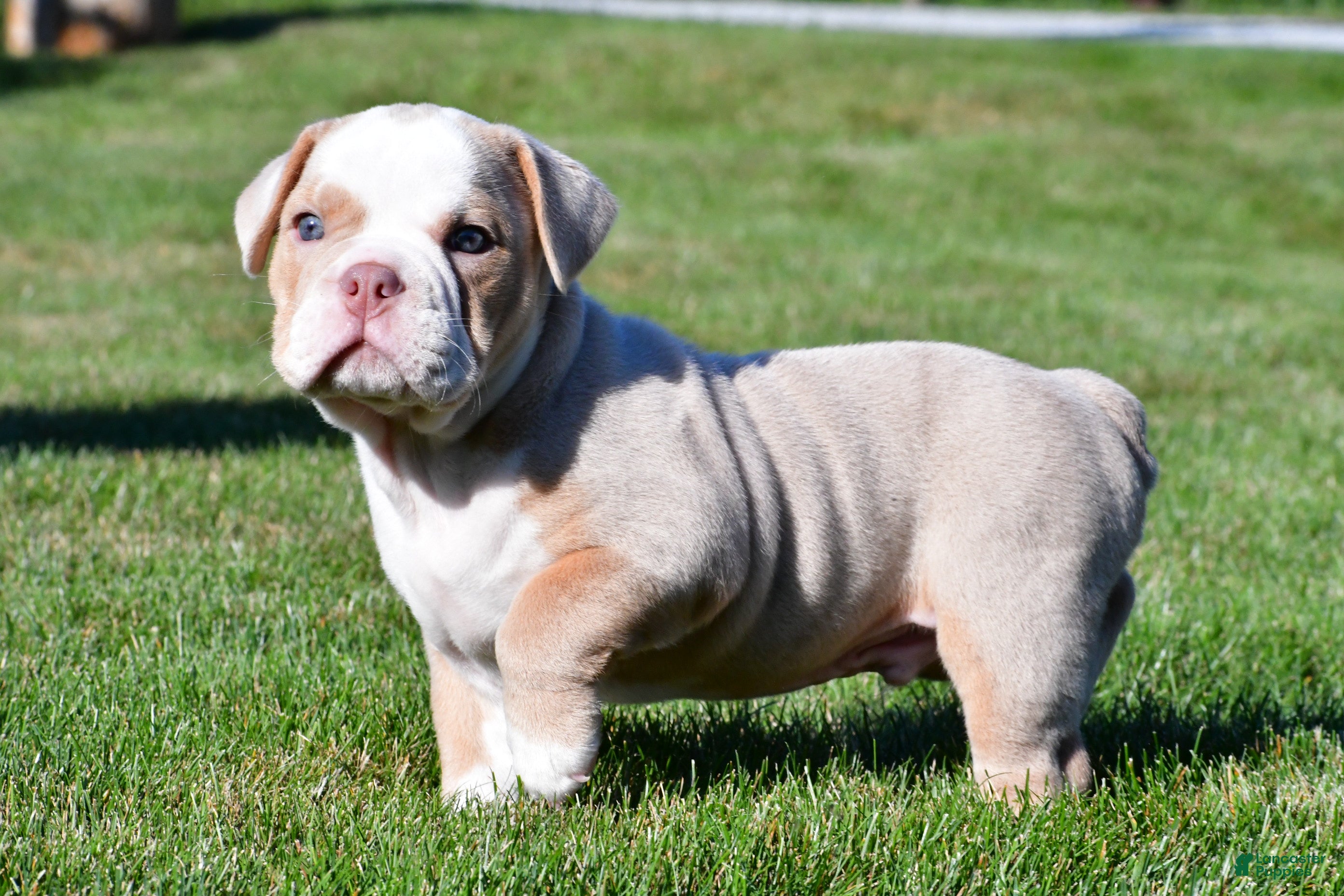 Beabull dogs Myles - Ad 2