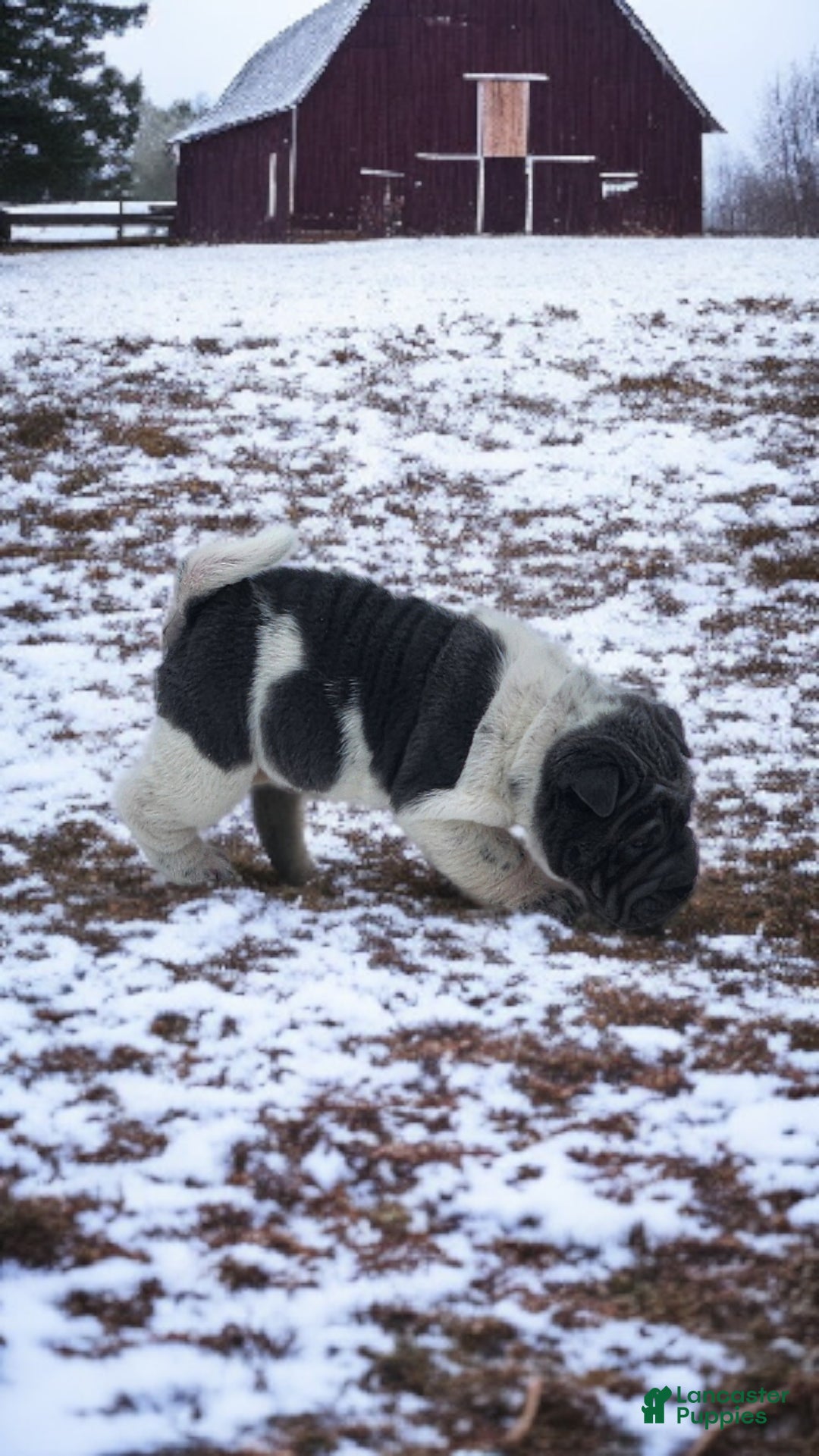 Shar Pei dogs for sale: Bluebelle blue flower mini  - Ad 12