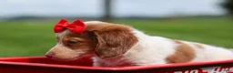 Miniature Dachshund dogs for sale: OSCAR - Ad 17