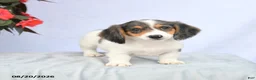 Miniature Dachshund dogs for sale: Hellen - Ad 5