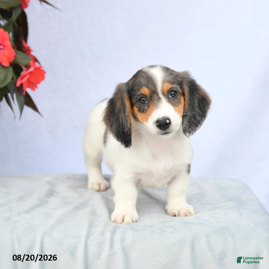 Miniature Dachshund dogs for sale: Hellen - Ad 5