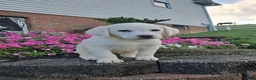 Labrador Retriever dogs for sale: Arch - Ad 5