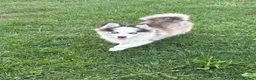 Pomsky dogs for sale: Pomsky 1 - Ad 4