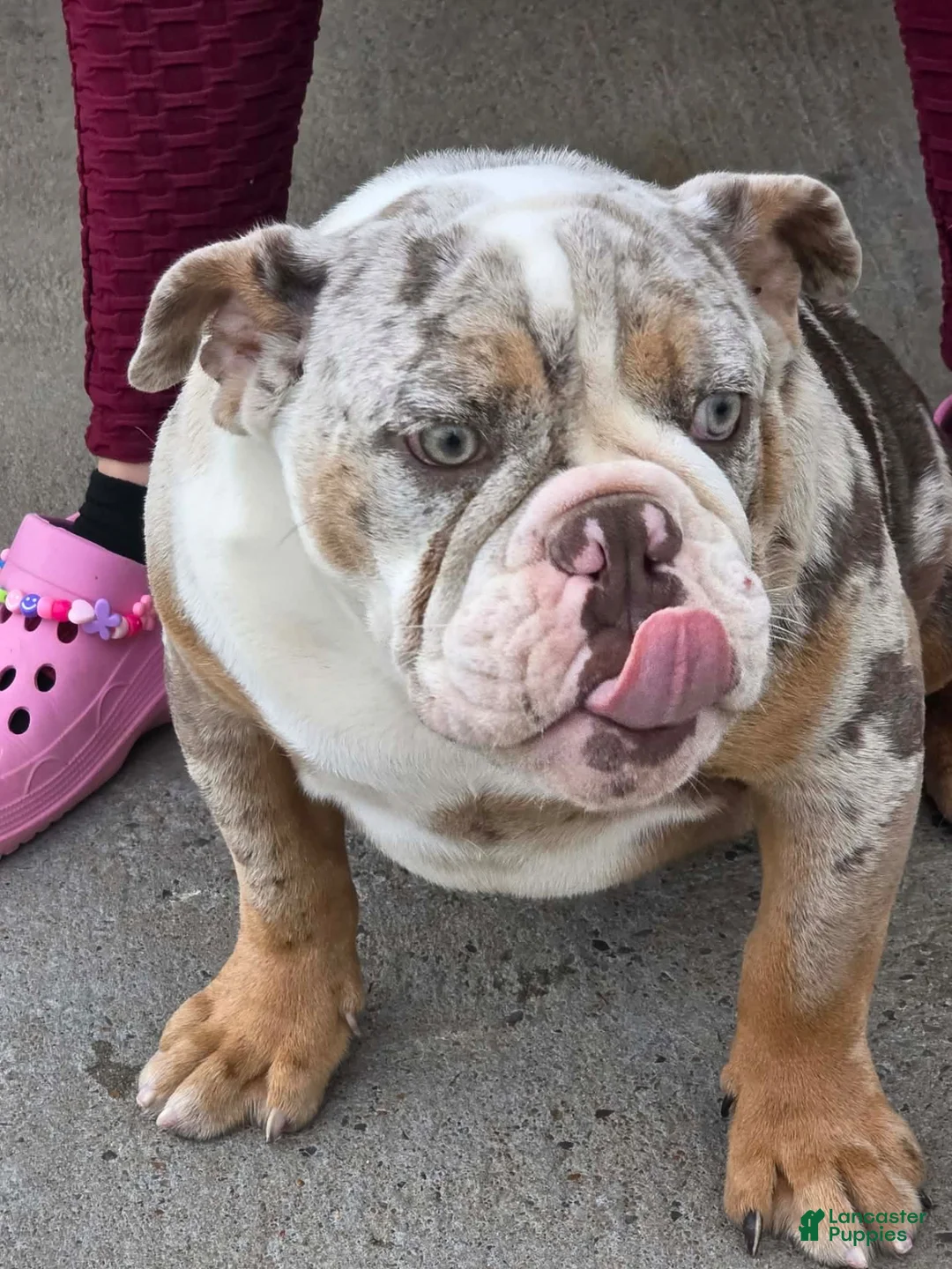 English Bulldog dogs for sale: English Bulldog 1 - Ad 2