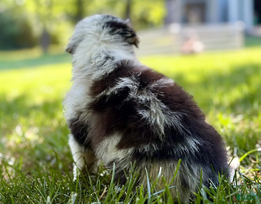 Australian Shepherd dogs for sale: Mason - Ad 5