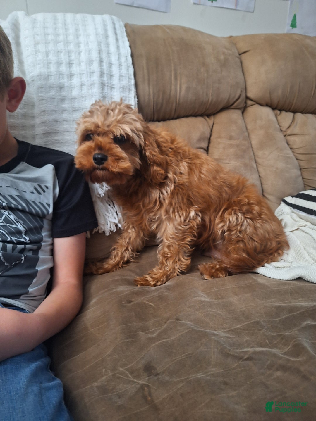 Cavapoo dogs for sale: River - Ad 13