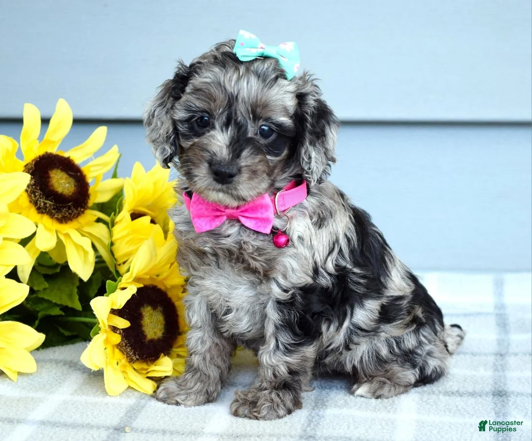Cockapoo dogs for sale: Olivia - Ad 1