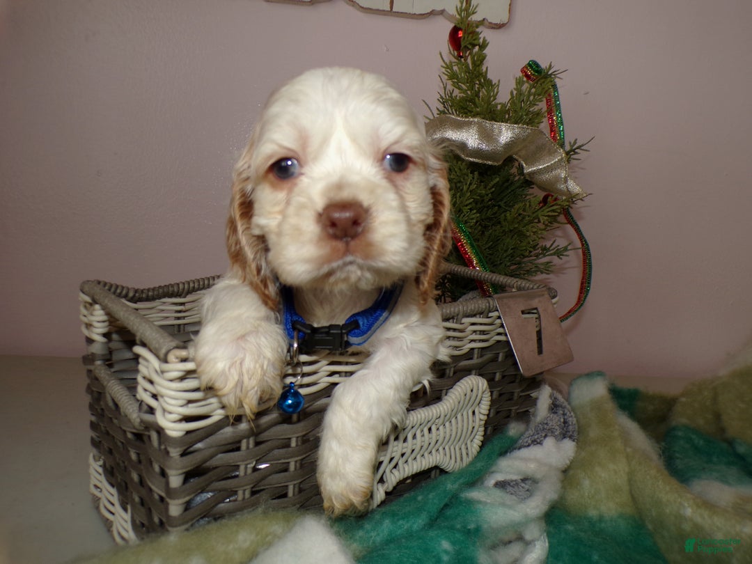Cocker Spaniel dogs for sale: Cocker Spaniel Puppy 7 Mason - Ad 3