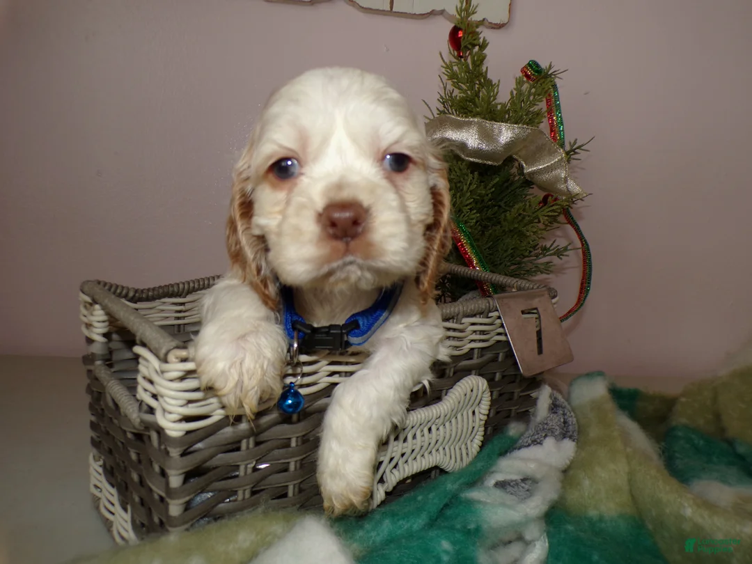 Cocker Spaniel dogs for sale: Cocker Spaniel Puppy 7 Mason - Ad 3