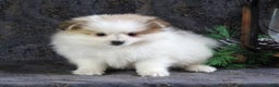 Pomeranian dogs for sale: Pete - Ad 3