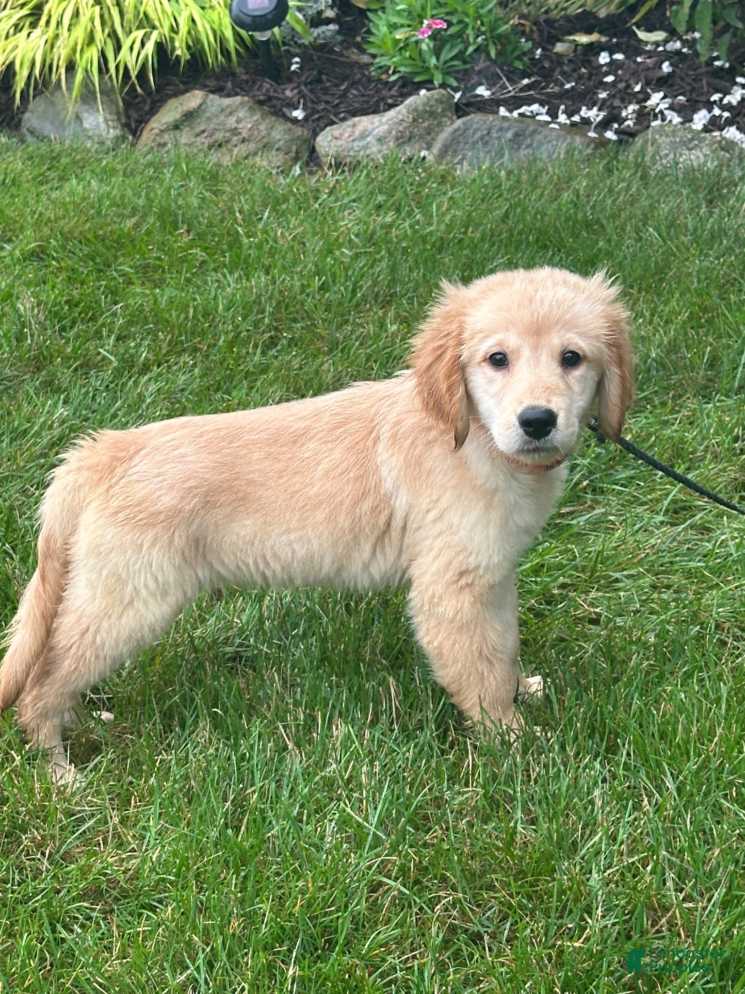 Golden Retriever dogs Golden Retriever 3 - Ad 2