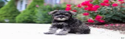 Miniature Schnauzer dogs for sale: Callie - Ad 3