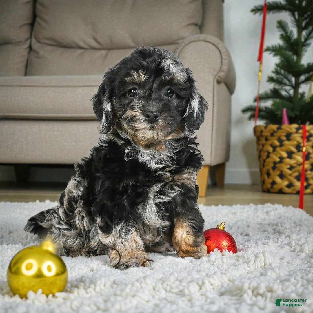 Cockapoo dogs for sale: max - Ad 4