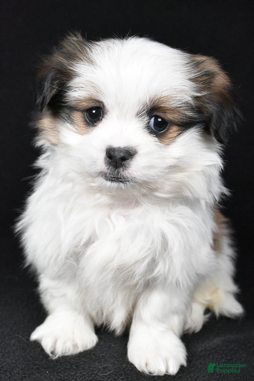 Mixed Breed dogs for sale: Alex - Ad 6