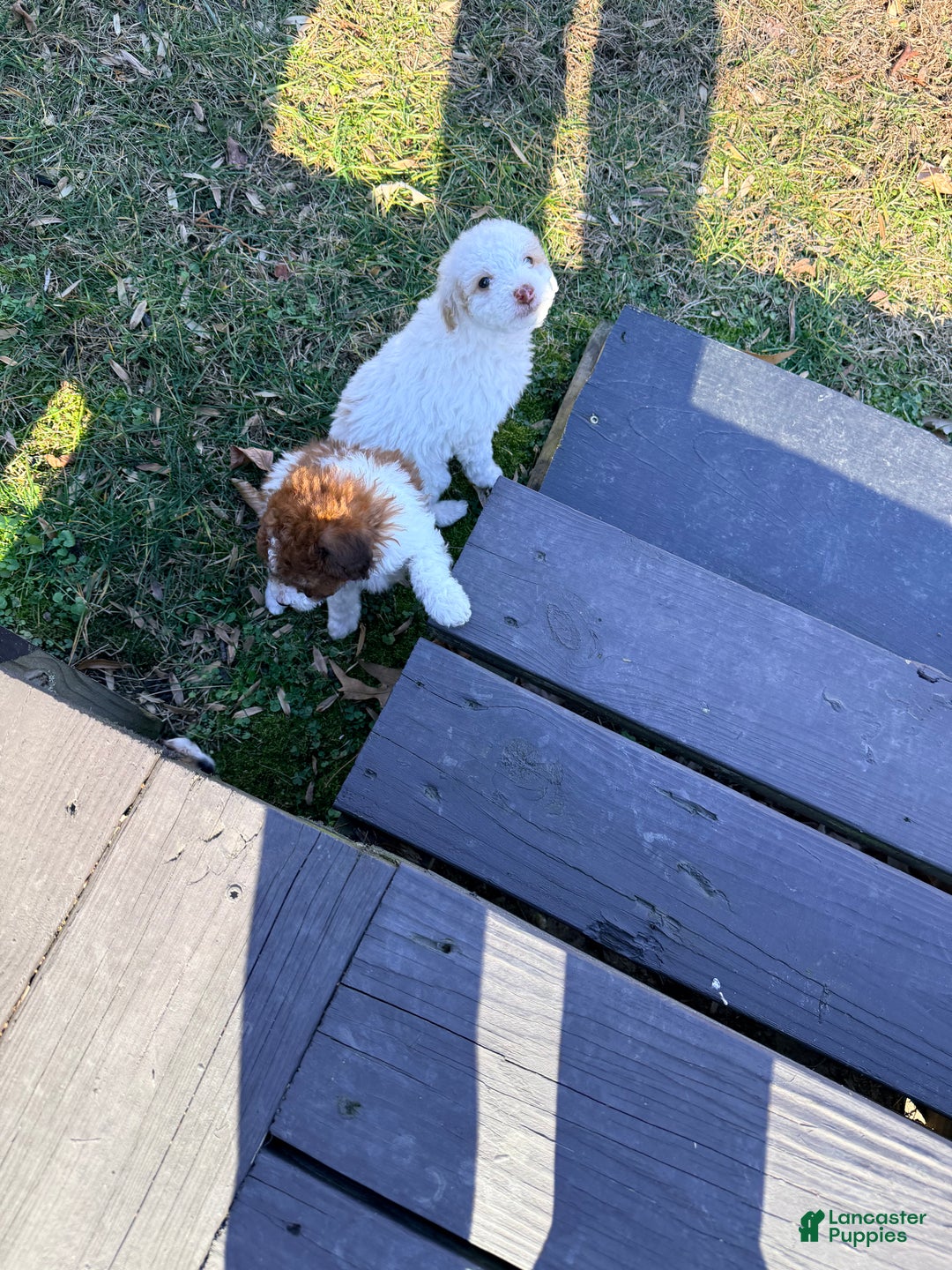 Pomapoo dogs for sale: Bandit - Ad 4