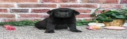 Labrador Retriever dogs for sale: Amber - Ad 4
