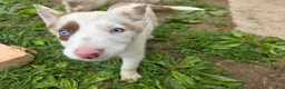 Border Collie dogs for sale: Dottie - Ad 1