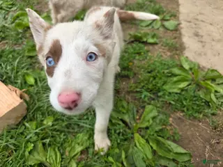 Border Collie dogs for sale: Dottie - Ad 2