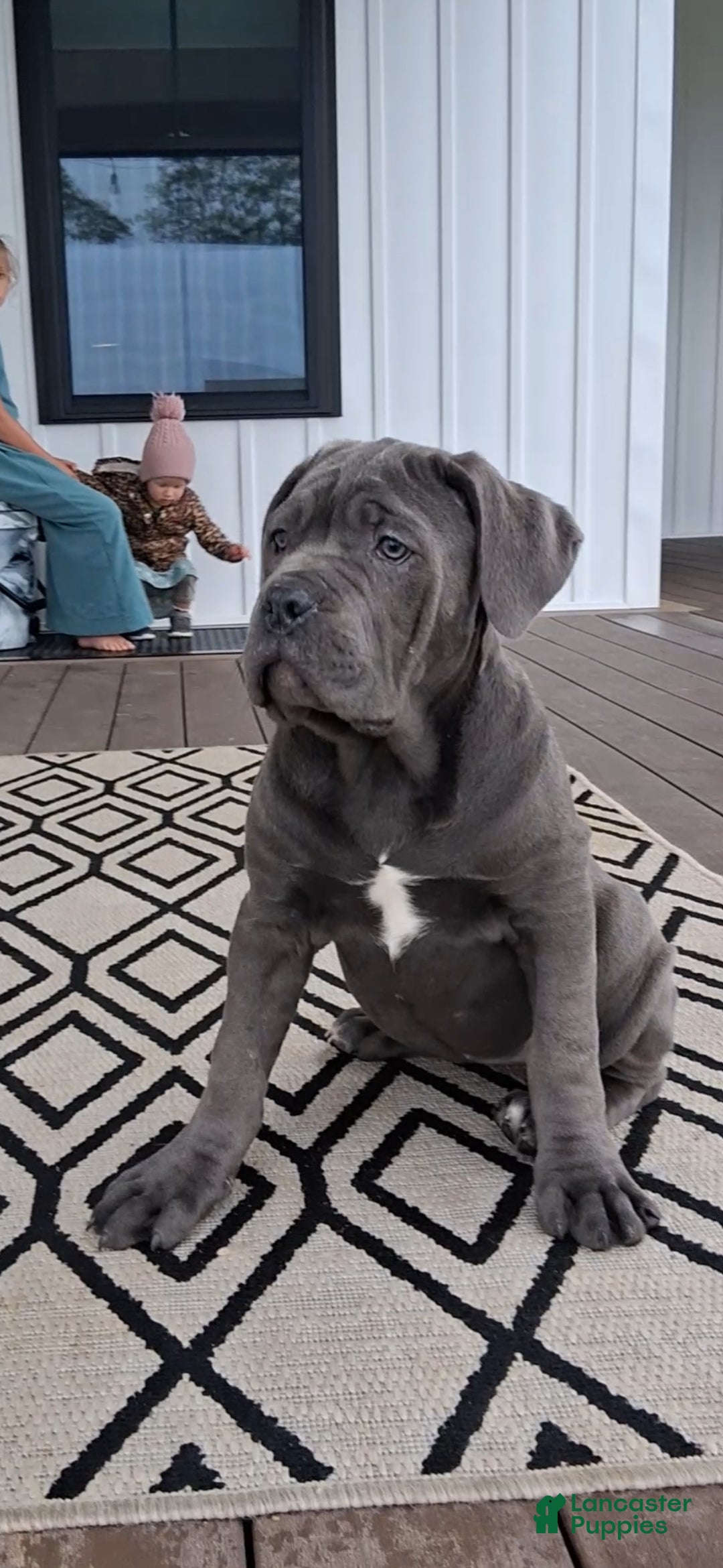 Cane Corso dogs Brianna - Ad 1