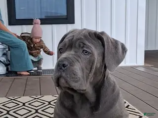 Cane Corso dogs for sale: Brianna - Ad 3