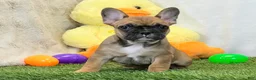 French Bulldog dogs for sale: Delilah - Ad 5