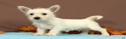 West Highland Terrier dogs for sale: Coconut - Ad 3