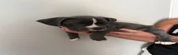 American Bully dogs for sale: American Bully 1 - Ad 8