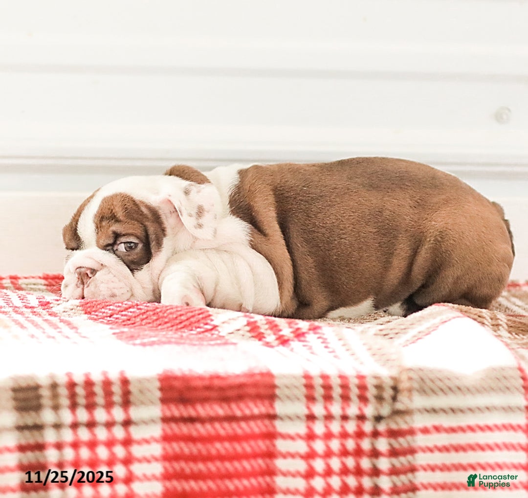 English Bulldog dogs for sale: Reba - Ad 7