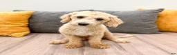 Cavapoo dogs for sale: Baxter - Ad 6