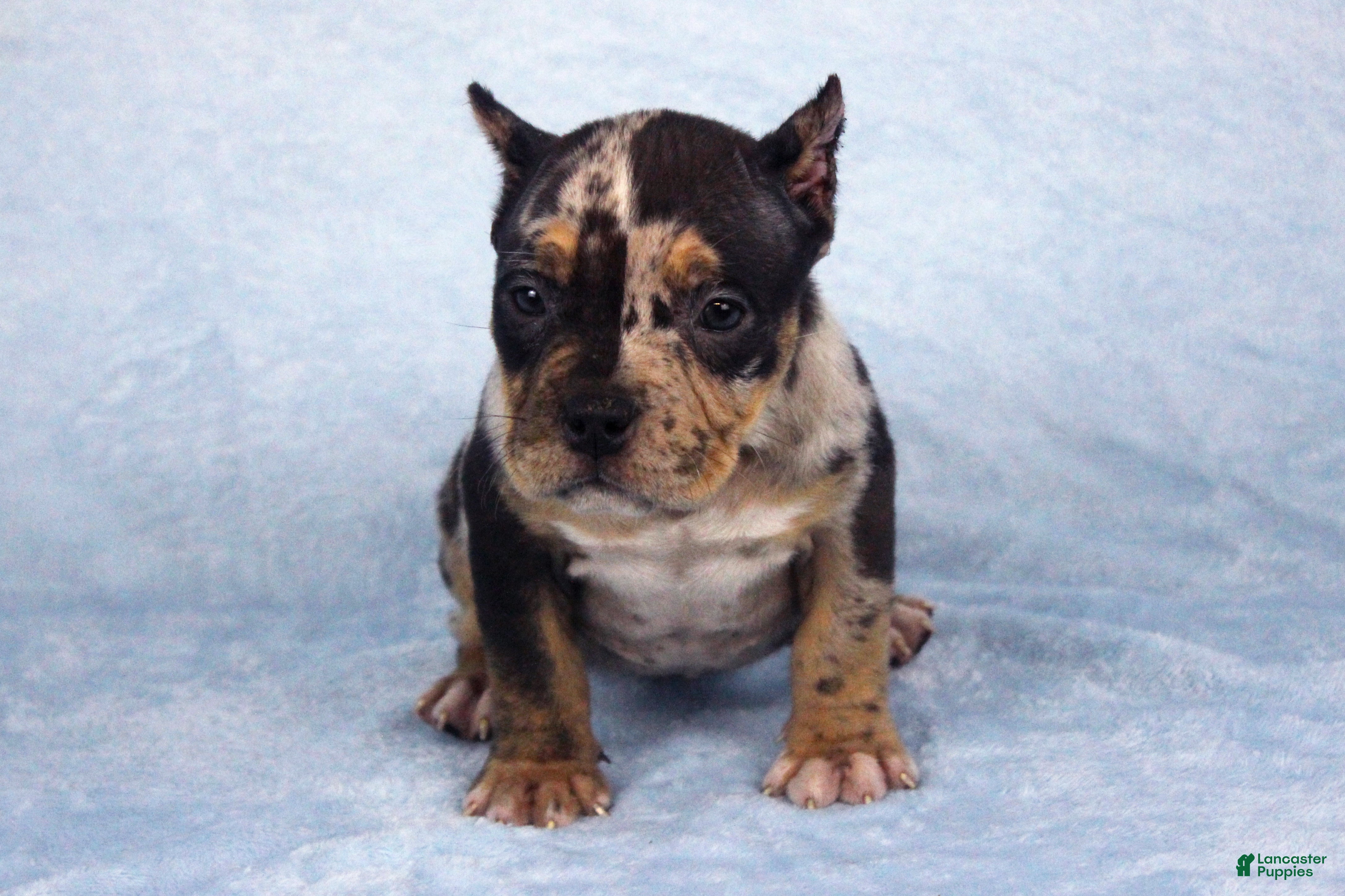 American Bully dogs Black Tri Merle Female - Ad 1