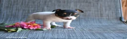 Toy Fox Terrier dogs for sale: Garth - Ad 4
