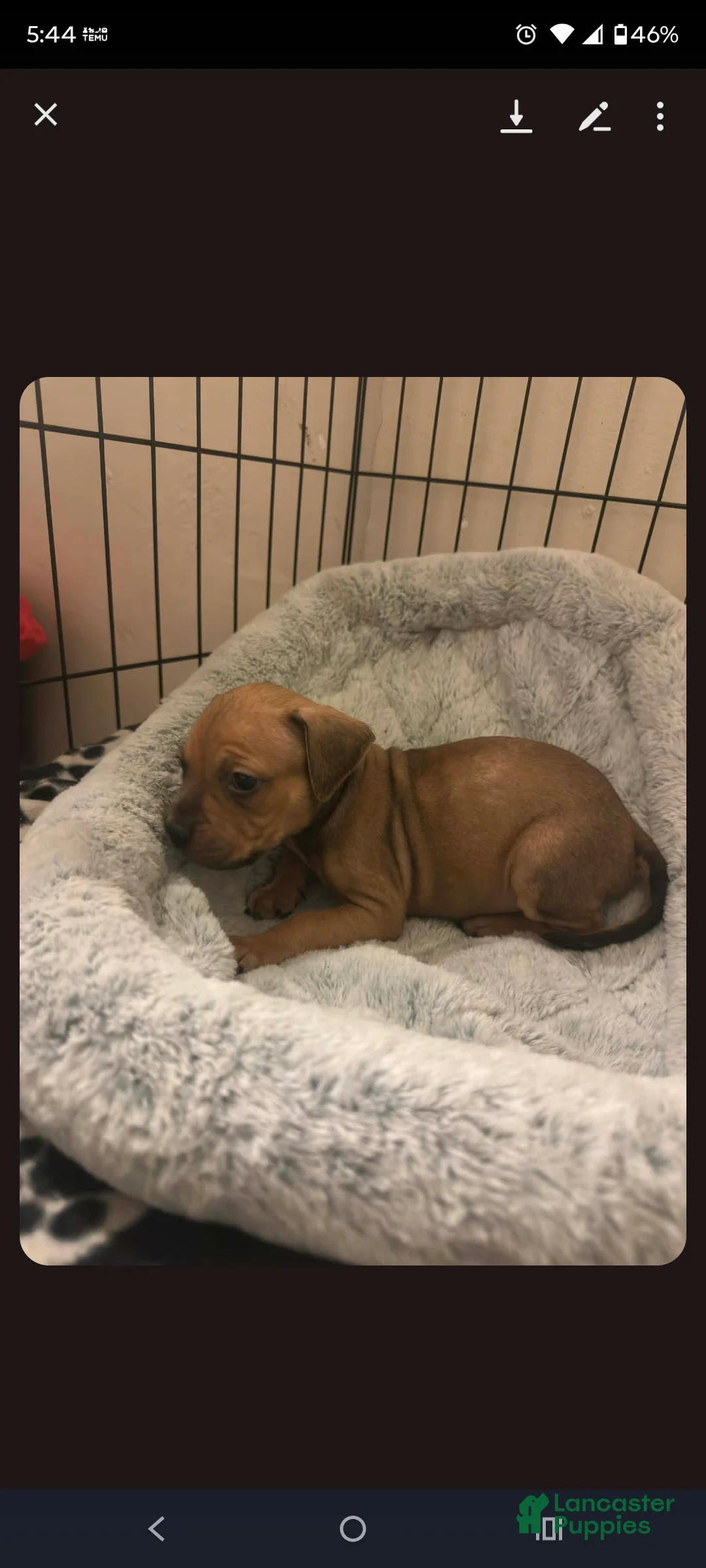 American Staffordshire Terrier dogs for sale: American Staffordshire Terrier Puppy 4 - Ad 2