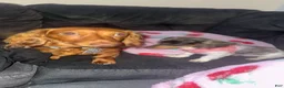 Miniature Dachshund dogs for sale: Miniature Dachshund  - Ad 3