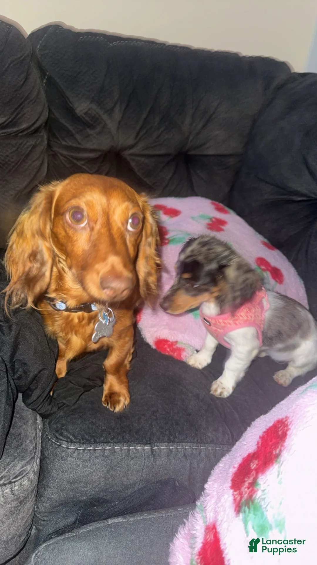 Miniature Dachshund dogs for sale: Miniature Dachshund  - Ad 3