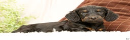 Miniature Dachshund dogs for sale: Bear - Ad 5