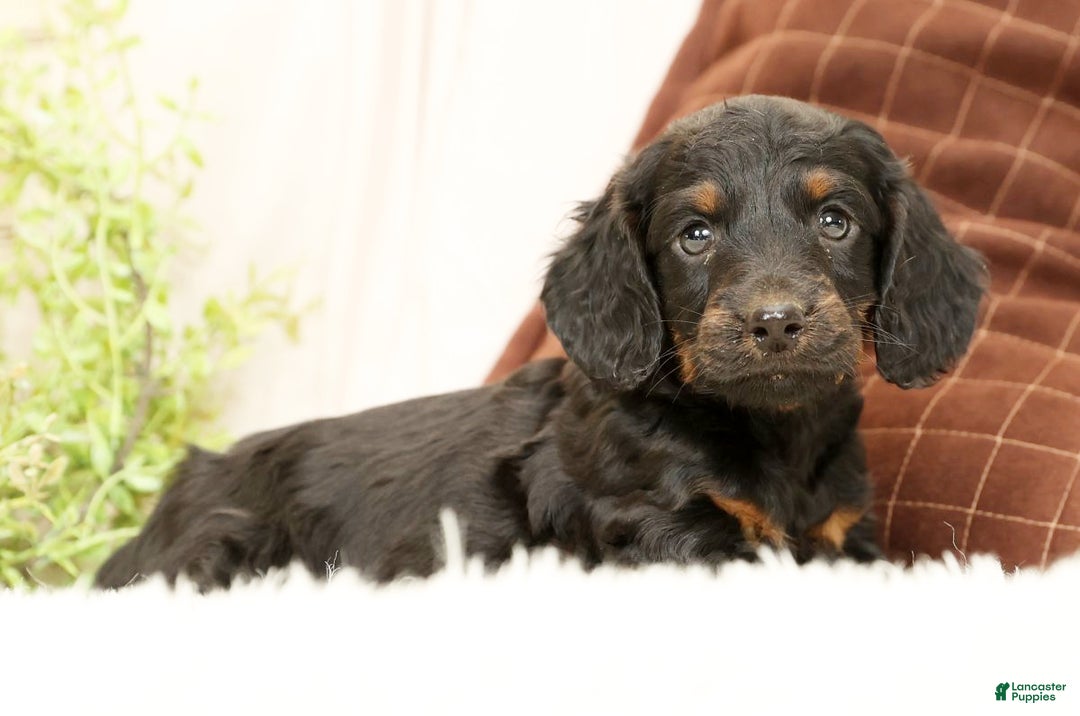 Miniature Dachshund dogs for sale: Bear - Ad 5