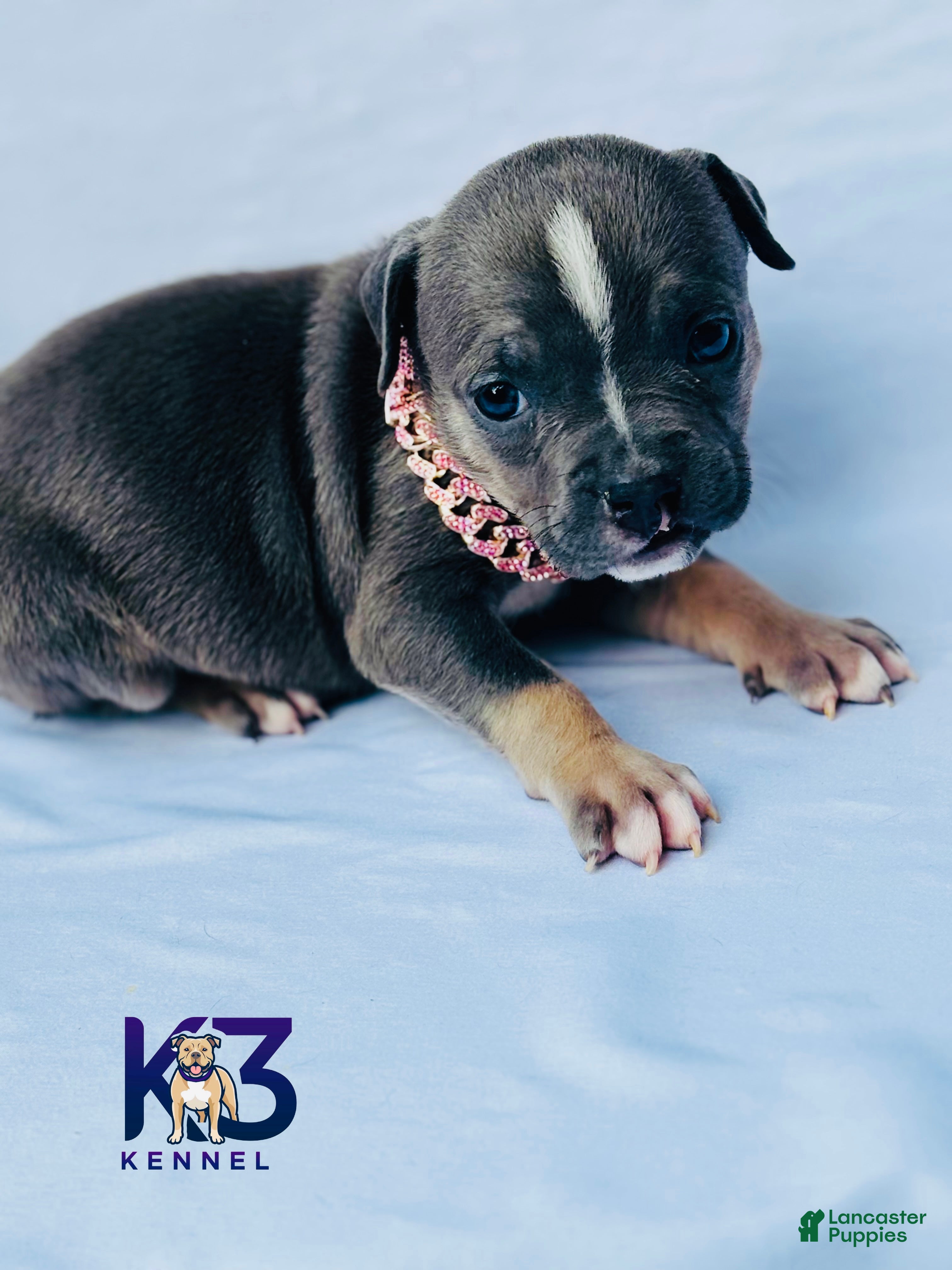 American Bully dogs American Bully Puppy 12 - Ad 40