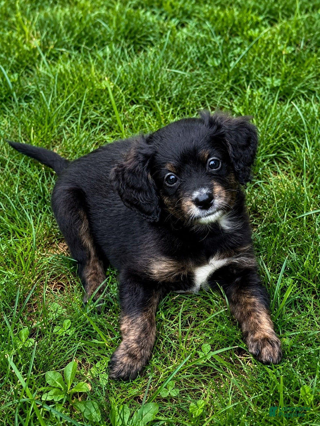 Mini Bernedoodle dogs Haymitch - Ad 1