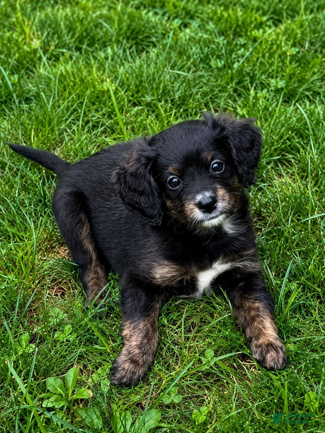 Mini Bernedoodle dogs for sale: Haymitch - Ad 1