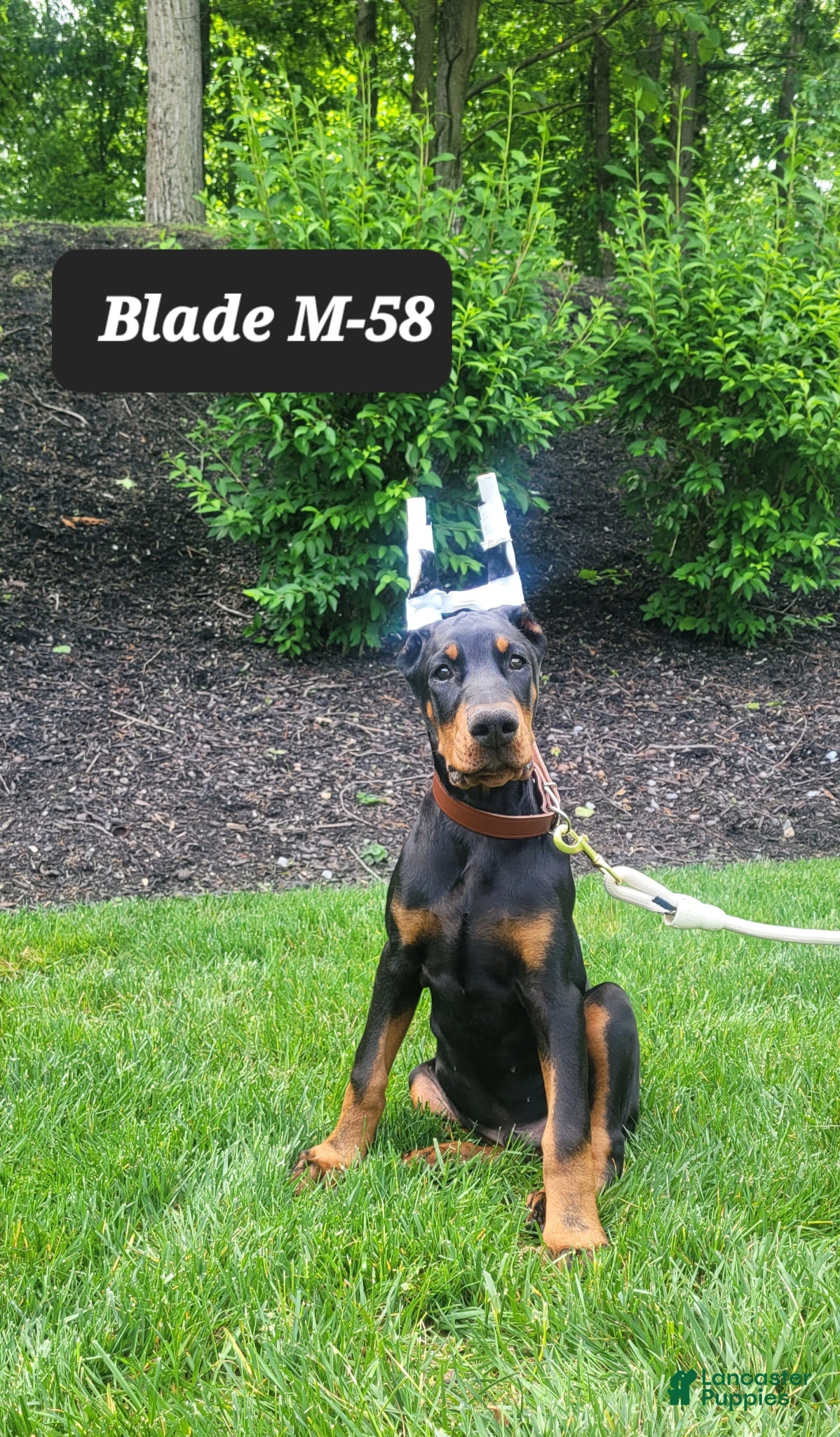 Doberman Pinscher dogs BLADE - Ad 38