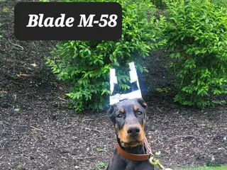 Doberman Pinscher dogs BLADE - Ad 38