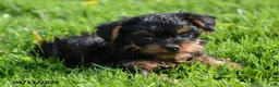 Yorkiepoo dogs for sale: Lassie - Ad 5
