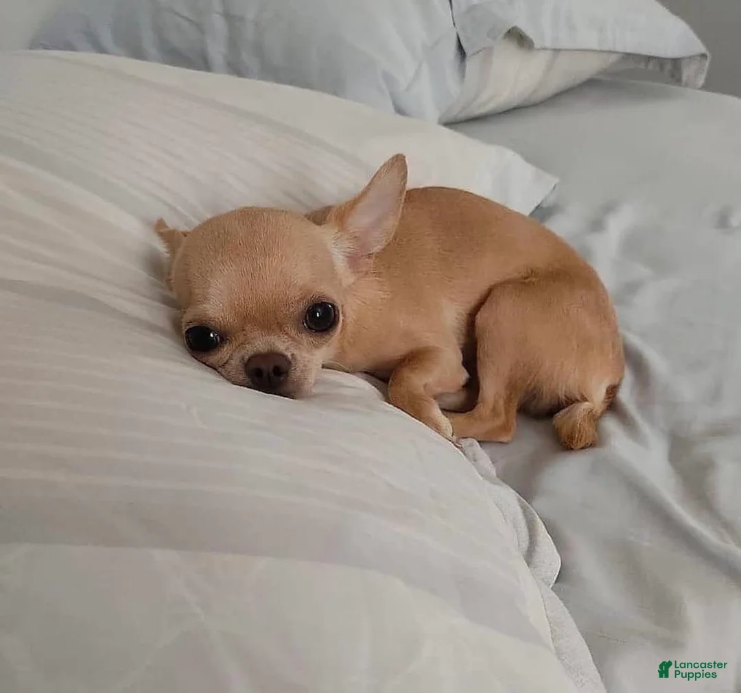 Gallery Image {{count}}