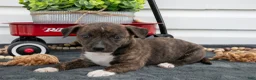Jack Chi dogs for sale: Brandy  - Ad 1