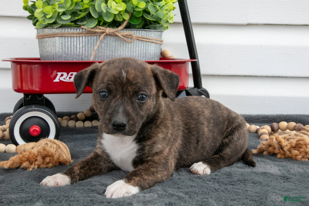 Jack Chi dogs for sale: Brandy  - Ad 1