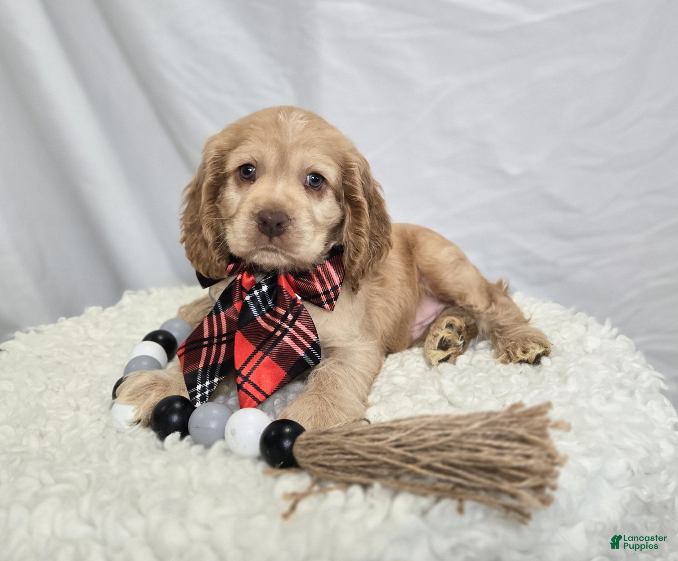 Cocker Spaniel dogs Linford - Ad 38