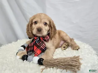 Cocker Spaniel dogs Linford - Ad 38