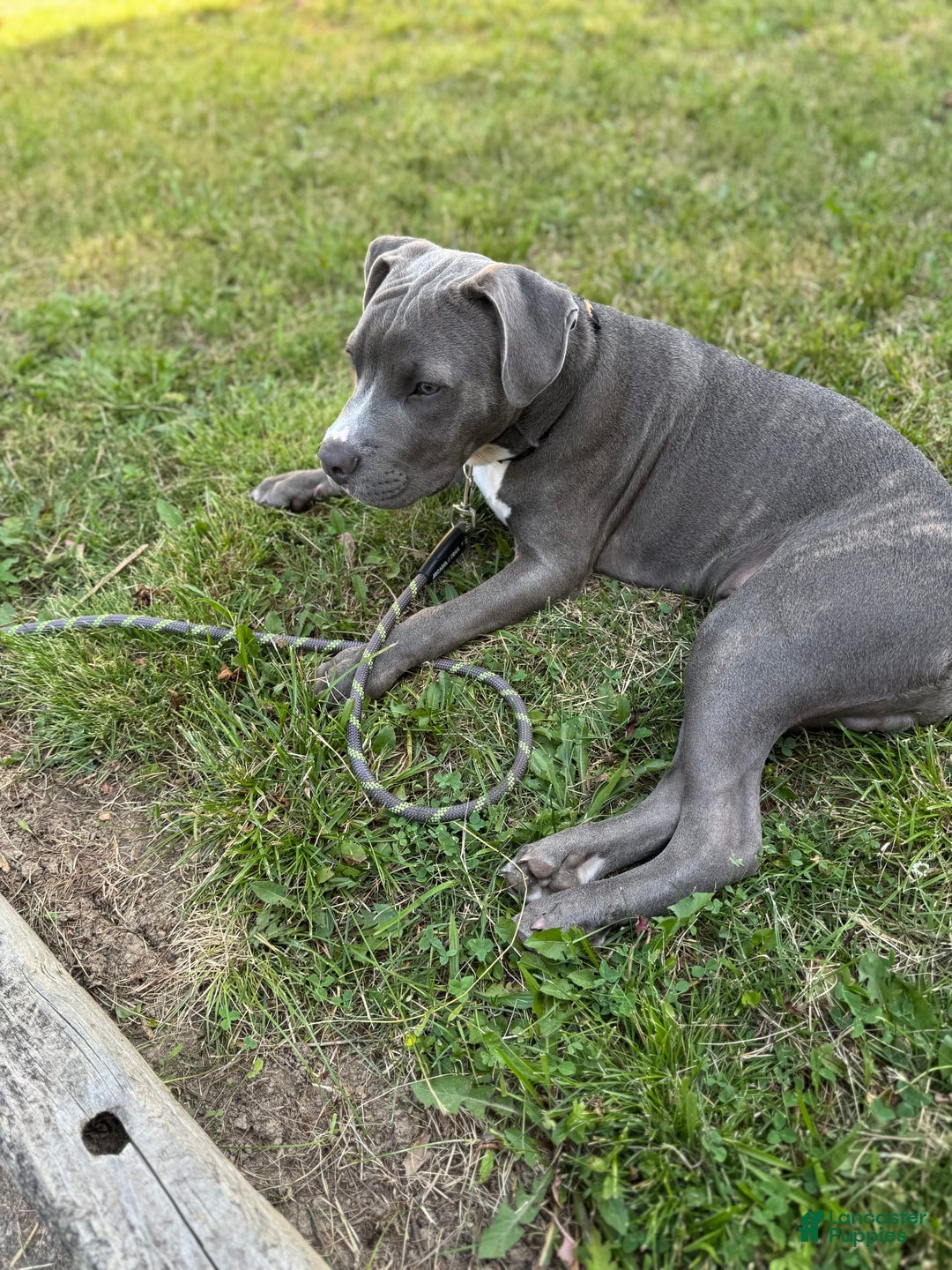 American Pit Bull Gray Bull Terrier Puppy American Pitbull Terrier