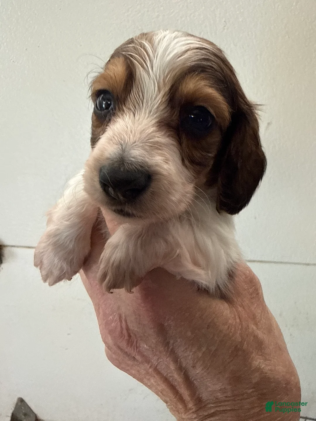 Miniature Dachshund dogs for sale: Miniature Dachshund Puppy 2 - Ad 2